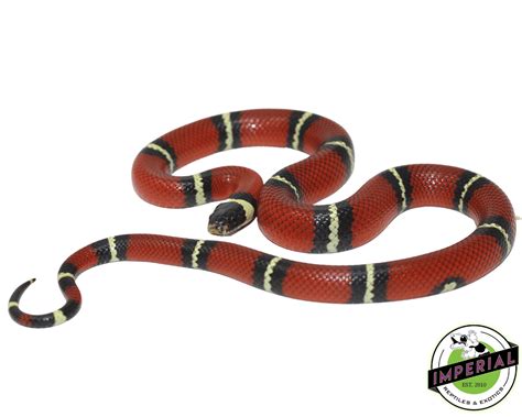 sinaloan milk snake for sale